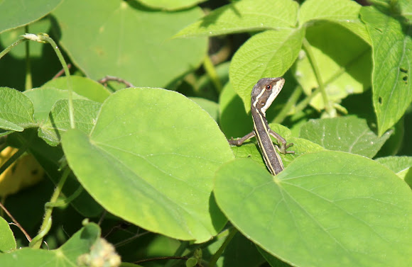 Spotting Image 1