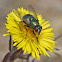 Common green bottle fly