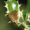 Speckled Wood