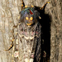 Lily Moth