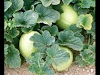 Manuales Cultivo Patilla Melon Auyama Berenjena