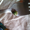 Southern Green Stinkbug