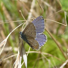 Common Blue