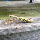 Chinese Mantid