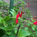 Pineapple Sage