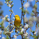 Yellow Warbler