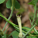 Sarrasine