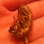 Discarded Cicada Skin