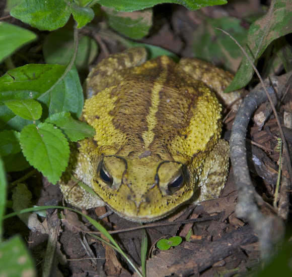 Spotting Image 1