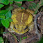 Toad