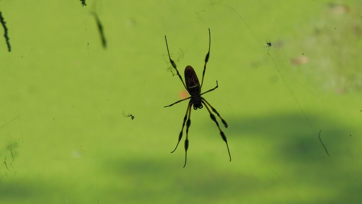 Golden Silk Orb Weaver