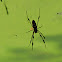 Golden Silk Orb Weaver