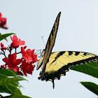 Eastern tiger swallowtail