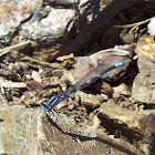 Damselfly