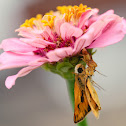 Ambush bug