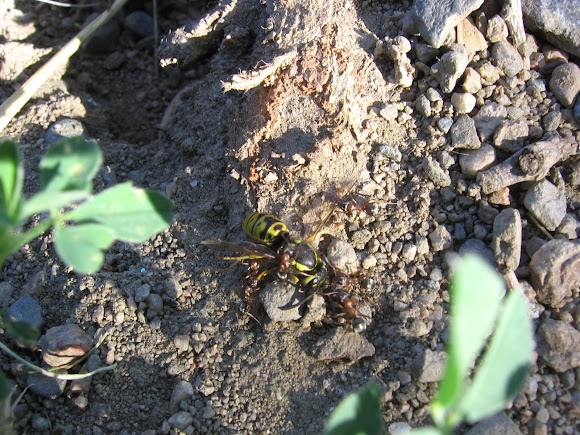 Spotting Image 1