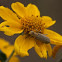 blister beetle