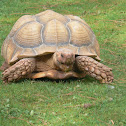 African Spurred Tortoise