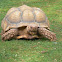 African Spurred Tortoise