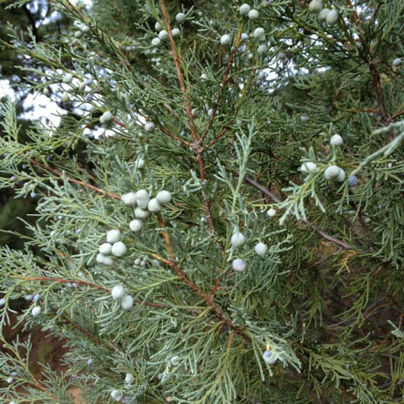 Spotting Image 1