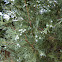 UID juniper?
