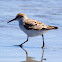 Western Sandpiper
