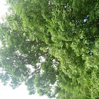 Oak