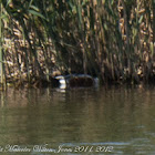 Shoveler; Pato Cuchara