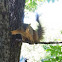 Tree Squirrel