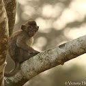 Long-Tailed Macaque
