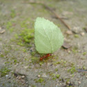 Fire ant