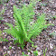 Farn or Fern