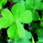 Yellow Woodsorrel