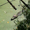 Crocodile