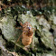 Cicada Husks