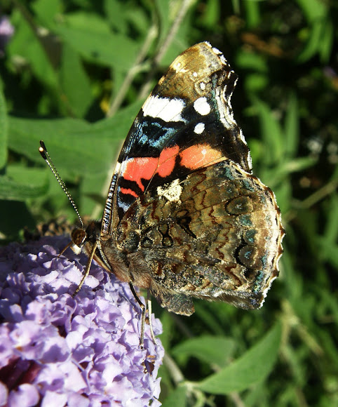 Spotting Image 1