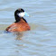 Ruddy Duck