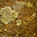 Lichen