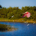 Rossette Spoonbill