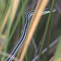 Ribbon Snake