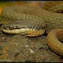 Queensnake