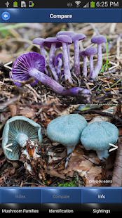 How to download Mushroom Id - British Fungi v12 apk for laptop