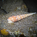 Eyed Auger Snail, Spotted Auger, White-spotted Auger