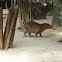 Capibara