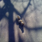 gray squirrel