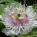 Stinking Passionflower