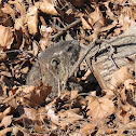 Groundhog