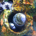 Moray eel