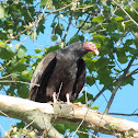Turkey Vulture