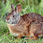Marsh Rabbit